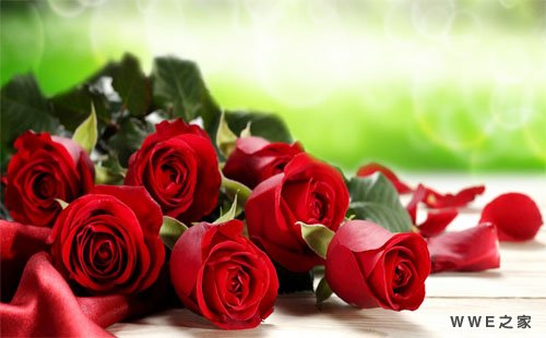 玫瑰花的礼仪常识 不同颜色不同数量的玫瑰的含义